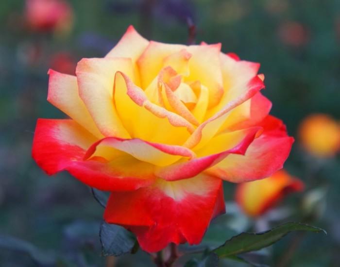 Ses roses